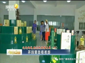 茶園里面看差距 以陜南茶旅融合為鏡，跳出陜西看旅游業(yè)務(wù)發(fā)展